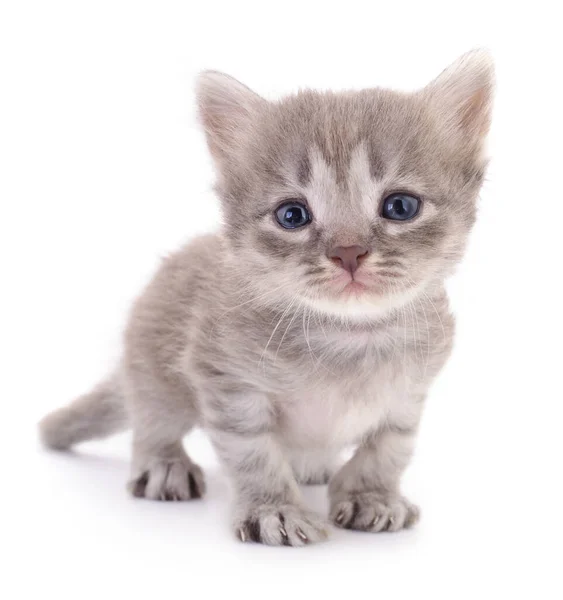 Petit Chaton Gris Isolé Sur Fond Blanc — Photo