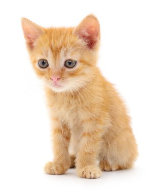 Beyaz arka planda izole edilmiş küçük kahverengi kedi yavrusu.
