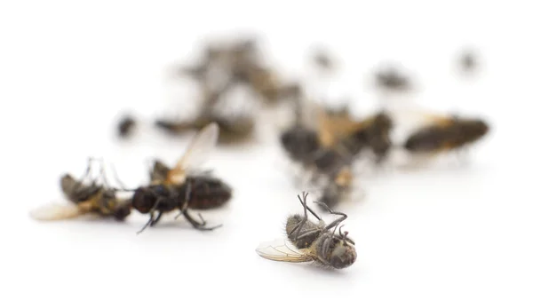 Muchas Moscas Muertas Aisladas Sobre Fondo Blanco — Foto de Stock