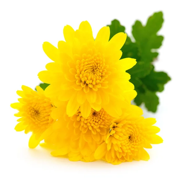 Πέντε Κίτρινα Λουλούδια Λευκό Φόντο — Φωτογραφία Αρχείου