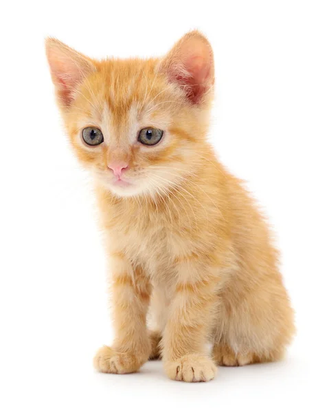 Pequeno Gatinho Marrom Isolado Fundo Branco — Fotografia de Stock