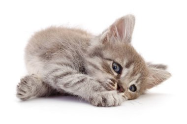 Beyaz arka planda izole edilmiş küçük gri kedi yavrusu.