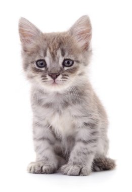 Beyaz arka planda izole edilmiş küçük gri kedi yavrusu.