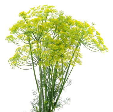 Taze yeşil dereotundan oluşan bir dal beyaz arka planda izole edilmiş.