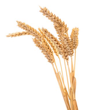 Beyaz arkaplanda yalıtılmış buğday kulakları.