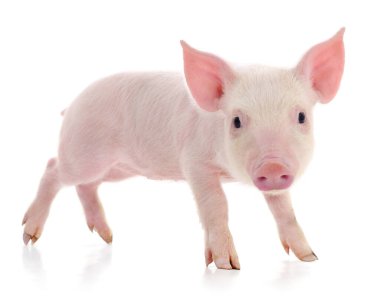 Beyaz arka planda temsil edilen domuz.