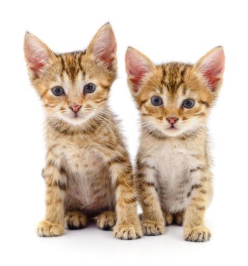 Beyaz arka planda iki küçük kedi yavrusu.