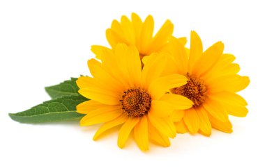 Beyaz arkaplanda üç sarı çiçek. 