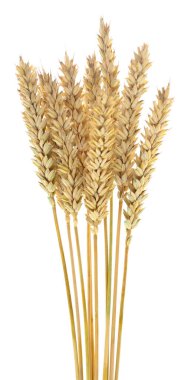 Beyaz arkaplanda yalıtılmış buğday kulakları.