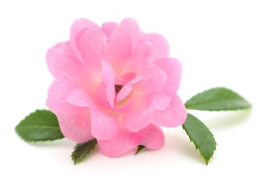 Beyaz arka planda güzel pembe bir gül.