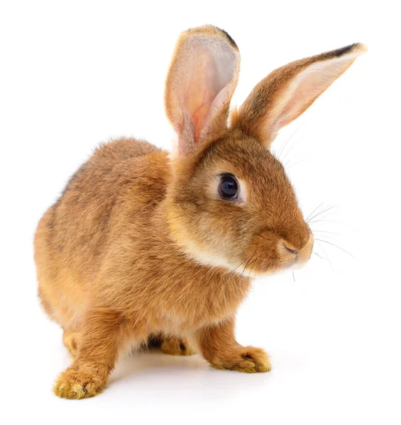 Pequeño Conejo Marrón Aislado Sobre Fondo Blanco — Foto de Stock