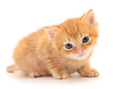 Beyaz arka planda izole edilmiş küçük kahverengi kedi yavrusu.