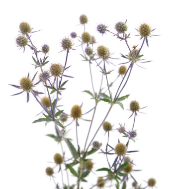 Eryngium planum Mavi Deniz Holly beyaz üzerinde izole.