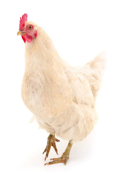 White Hen Isolated White Studio Shot — Stock Photo, Image