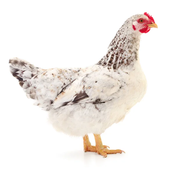 White Hen Isolated White Studio Shot — Stock Photo, Image