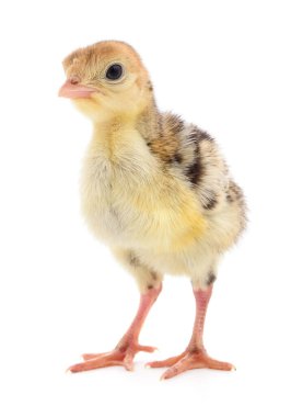 Beyaz arka planda izole edilmiş şirin yeni doğmuş tavuk hindisi..