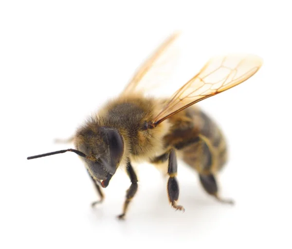 白い背景に隔離された蜂の閉鎖ショット — ストック写真