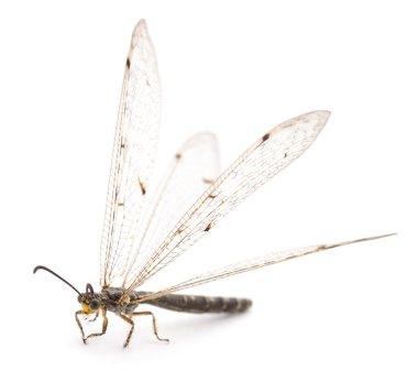 Yusufçuk böceği beyaz arka planda izole edilmiş, stüdyo çekimi.