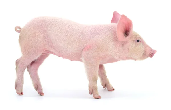 Cerdo Que Está Representado Sobre Fondo Blanco —  Fotos de Stock