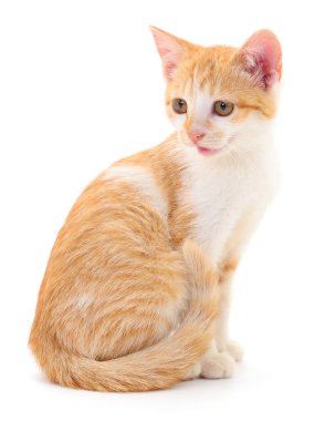 Beyaz arka planda izole edilmiş küçük kahverengi kedi yavrusu.