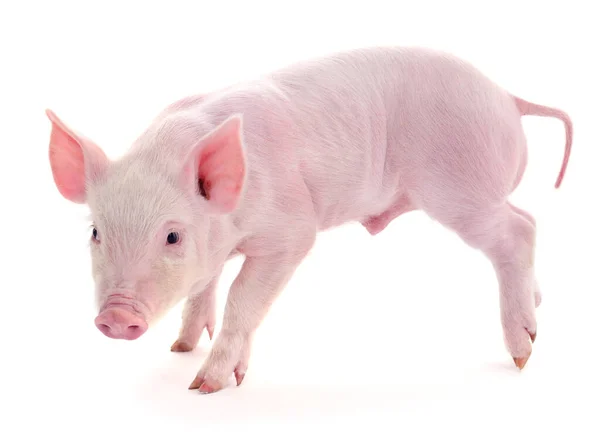 Cerdo Que Está Representado Sobre Fondo Blanco — Foto de Stock