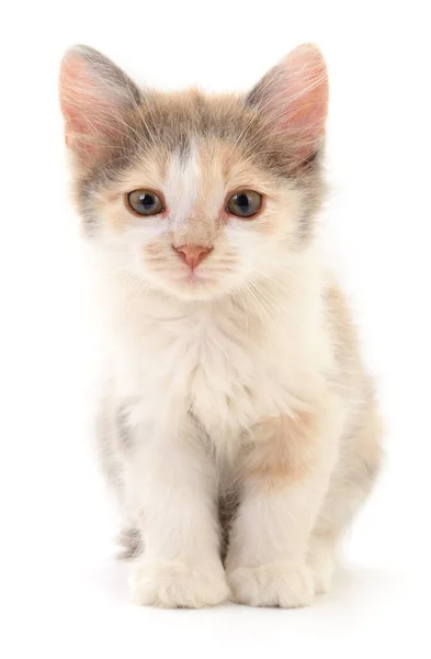 Small Brown Kitten Isolated White Background — Stock Photo, Image