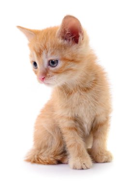 Beyaz arka planda izole edilmiş küçük kahverengi kedi yavrusu.