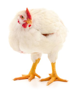 Beyaz tavuk beyaz, stüdyo çekimi