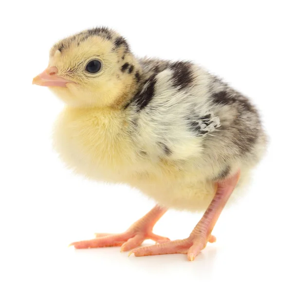 Mignonne Petite Dinde Poulet Nouveau Née Isolée Sur Fond Blanc — Photo