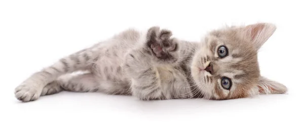Kleine Graue Kätzchen Isoliert Auf Weißem Hintergrund lizenzfreie Stockbilder