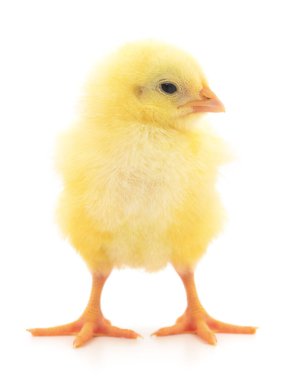 Beyaz arka planda küçük bir tavuk
