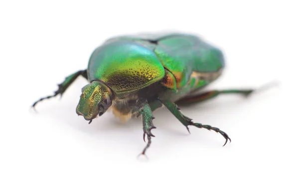 Escarabajo Verde Chafer Rosa Cetonia Aurata Aislado Sobre Fondo Blanco — Foto de Stock