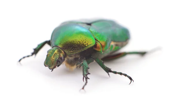 Зеленый Жук Rose Chafer Cetonia Aurata Белом Фоне — стоковое фото