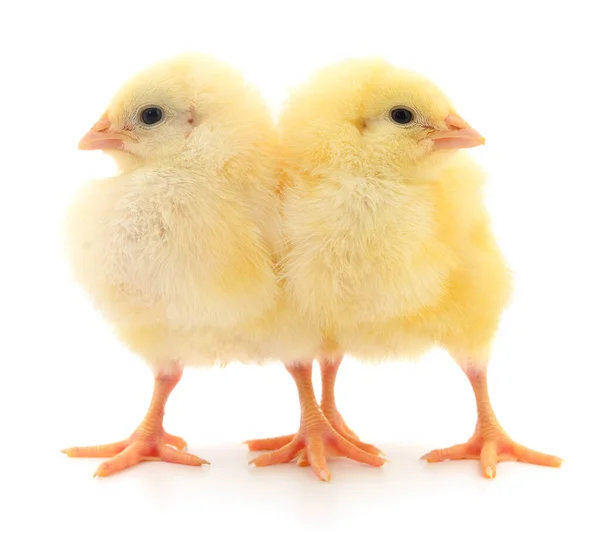 Dwa Żółte Kurczaki Izolowane Białym Tle — Zdjęcie stockowe