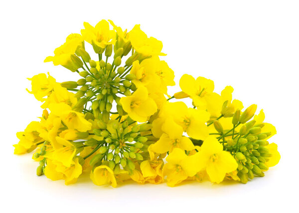 Mustard Flower blossom, Canola or Oilseed Rapeseed, close up , isolated on white background.