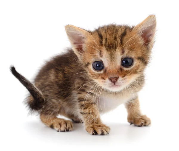 Beyaz arka planda izole edilmiş küçük kahverengi kedi yavrusu.