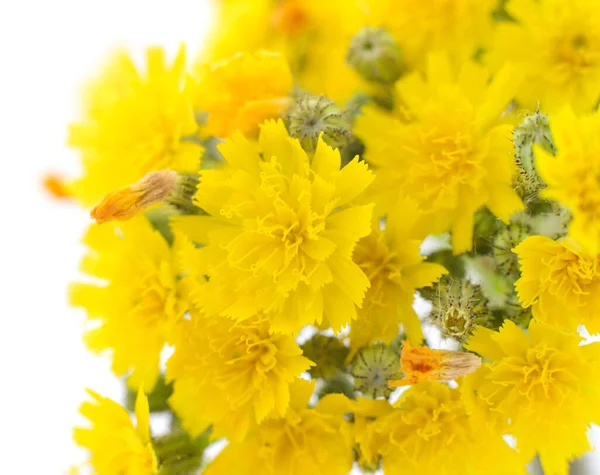 Γκρο Πλαν Κίτρινο Φόντο Λουλούδια Απομονώνονται Λευκό — Φωτογραφία Αρχείου