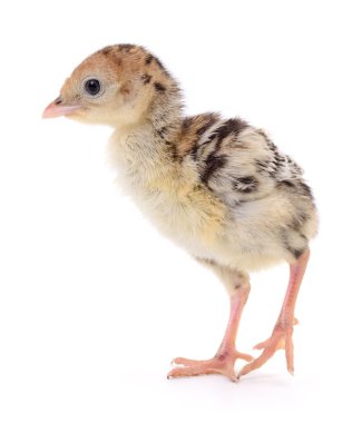 Beyaz arka planda izole edilmiş şirin yeni doğmuş tavuk hindisi..