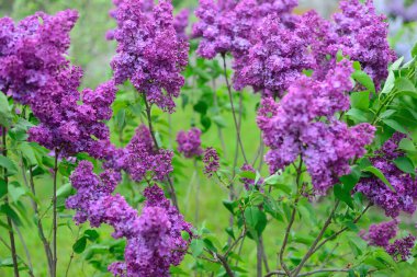 Çiçekli pembe leylak çiçeği arka planı. Leylak dokusu. 