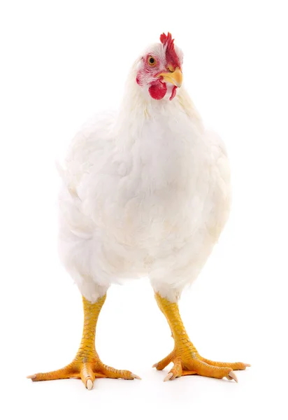 Gallina Bianca Isolata Bianco Ripresa Studio — Foto Stock