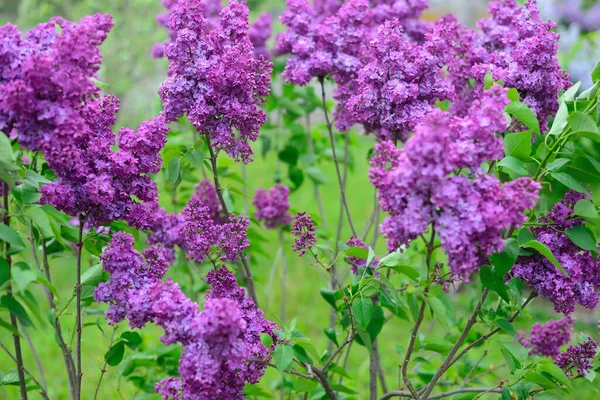 Çiçekli pembe leylak çiçeği arka planı. Leylak dokusu. 