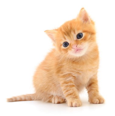 Beyaz arka planda izole edilmiş küçük kahverengi kedi yavrusu.