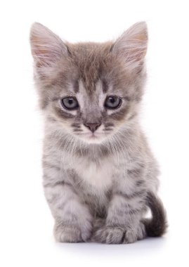 Beyaz arka planda izole edilmiş küçük gri kedi yavrusu.