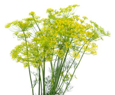 Taze yeşil dereotundan oluşan bir dal beyaz arka planda izole edilmiş.