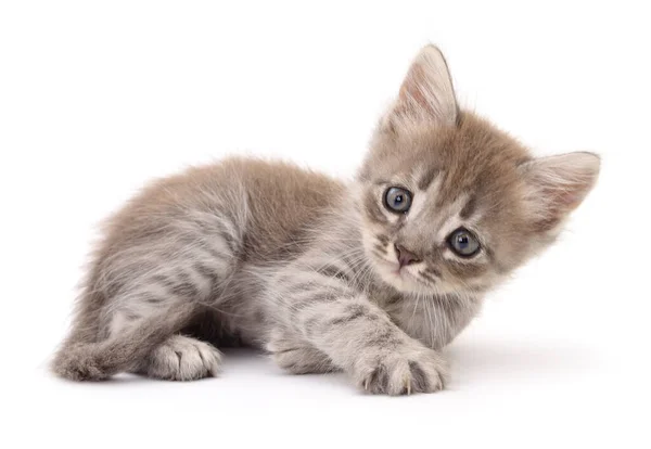 Pequeno Gatinho Cinza Isolado Fundo Branco — Fotografia de Stock