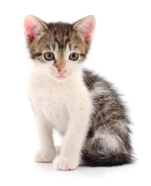 Small Gray Kitten Isolated White Background — Stock Photo, Image