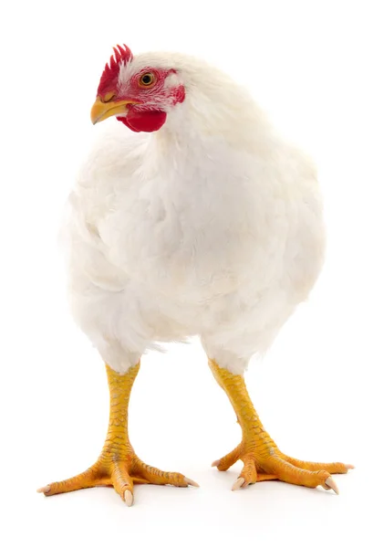 Белая Курица Изолирована Белом Студийный Снимок — стоковое фото