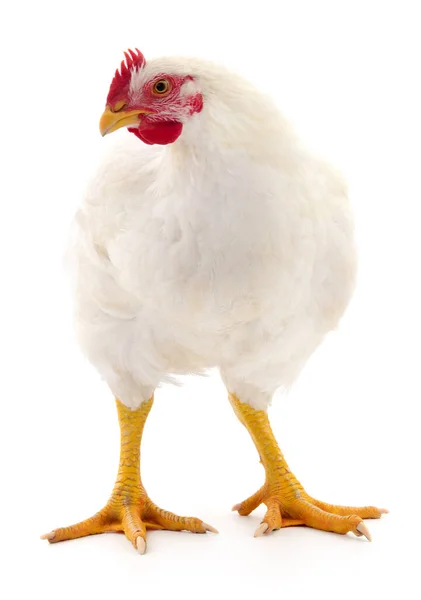 White Hen Isolated White Studio Shot — Stock Photo, Image