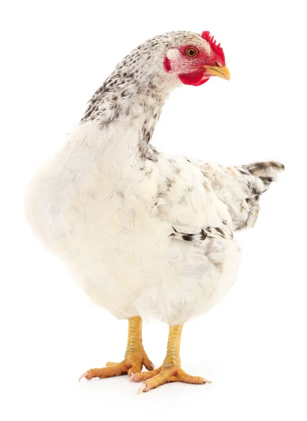 Gallina Blanca Aislada Blanco Plano Estudio — Foto de Stock