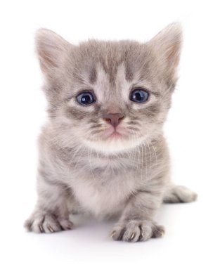 Beyaz arka planda izole edilmiş küçük gri kedi yavrusu.